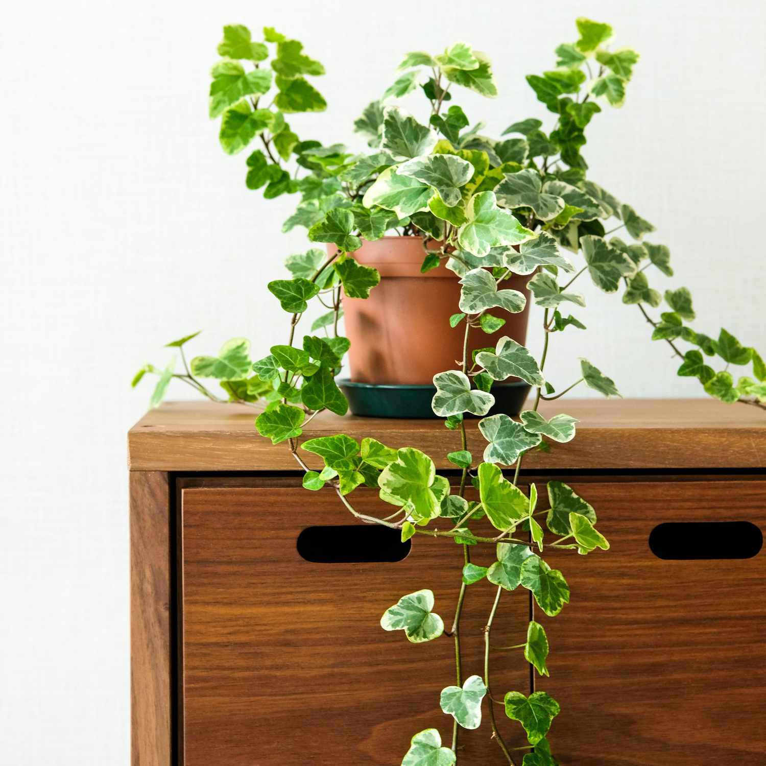 ivy plants for indoors Ivy – Fragrance Plants and Flowers