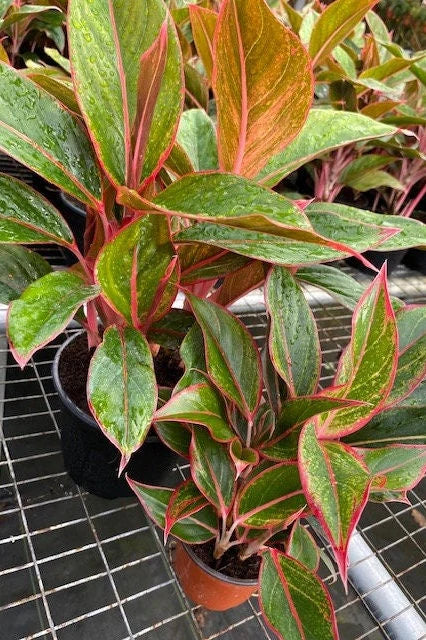 Aglaonema Red Siam – Fragrance Plants and Flowers