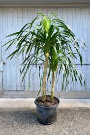 Arborea Palm – Fragrance Plants and Flowers