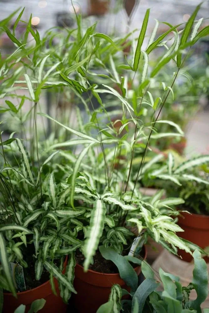 silver fern indoor plant Silver Lace Fern – Fragrance Plants and Flowers