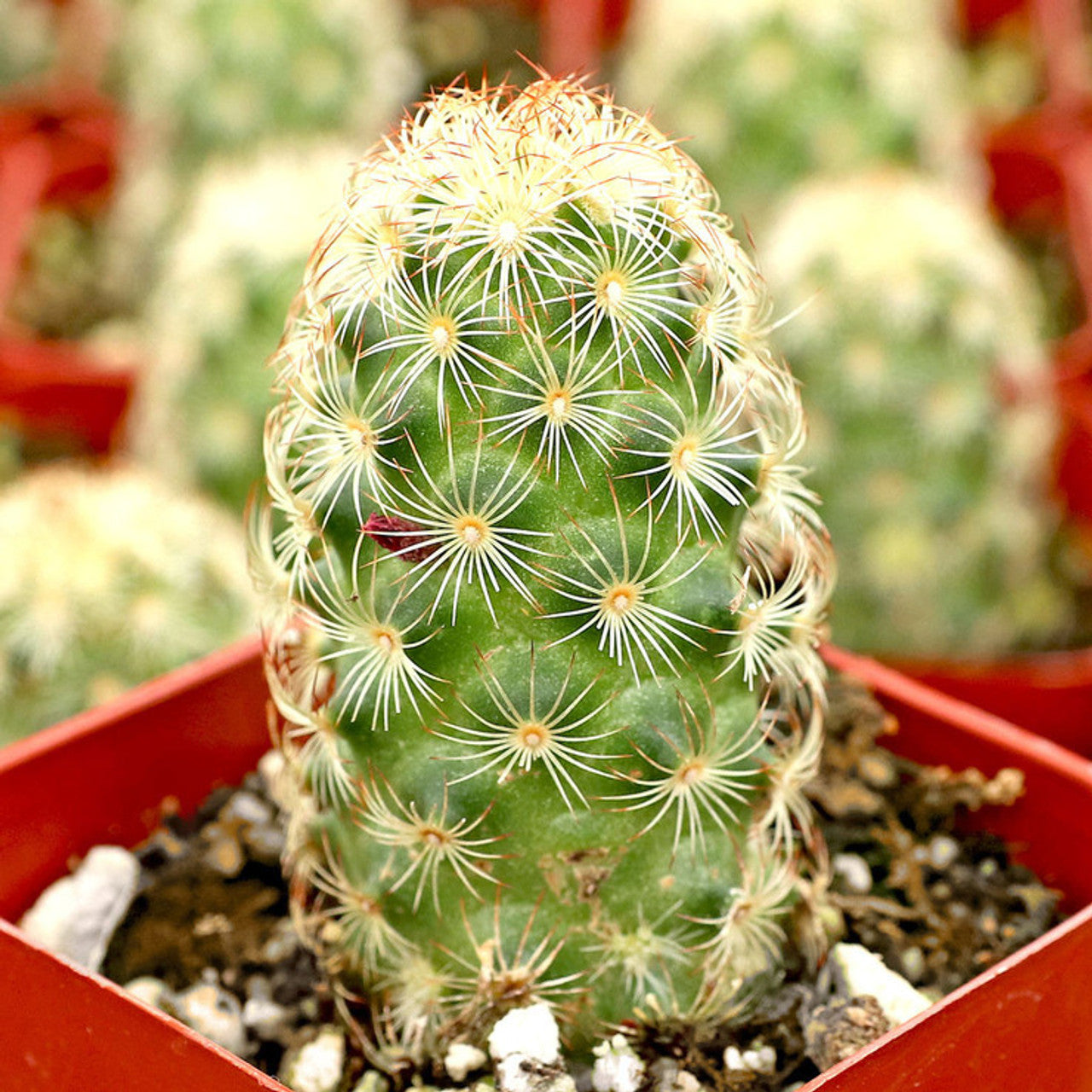 madame cactus Lady Finger Cactus – Fragrance Plants and Flowers