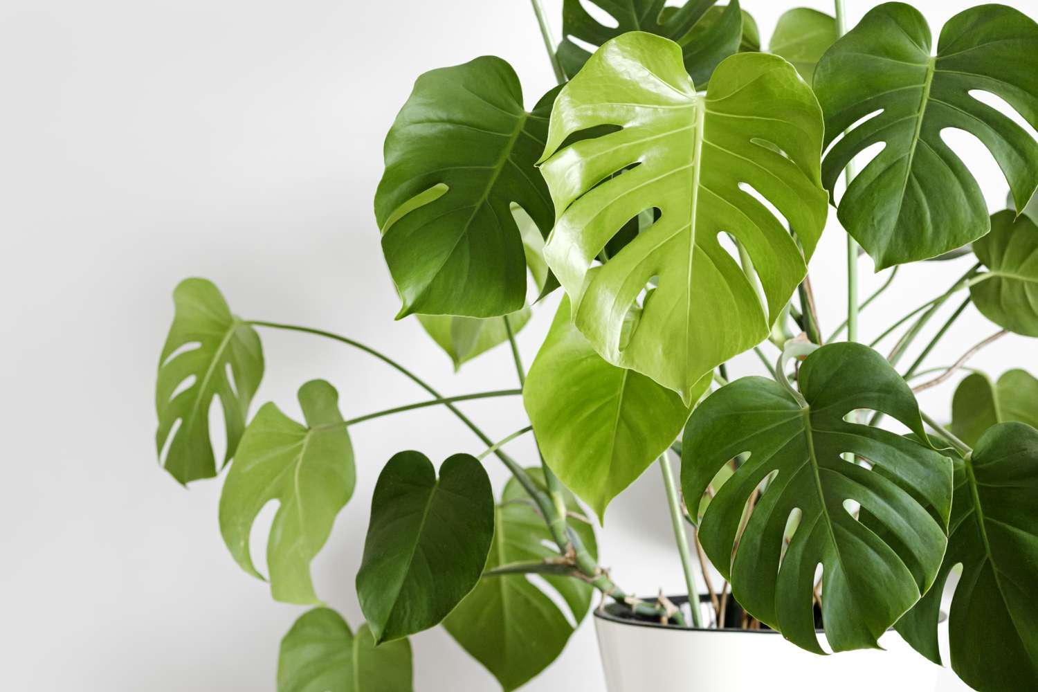 monstera flor Monstera – Fragrance Plants and Flowers