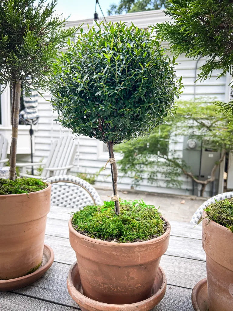 myrtle plant indoor Myrtle Topiary – Fragrance Plants and Flowers