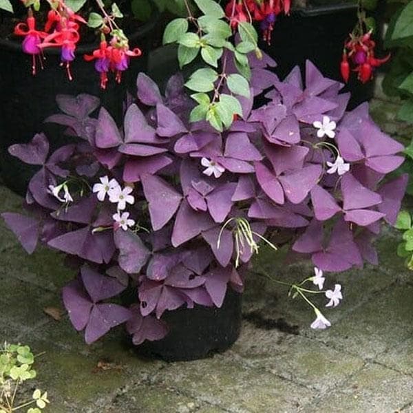 Oxalis Triangularis 4'' – Fragrance Plants and Flowers