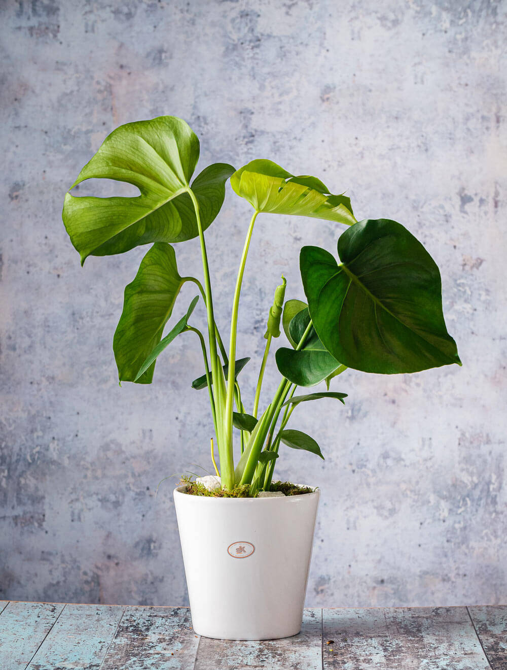 monstera xl XL Monstera Deliciosa | Large Form Leaf main image 1