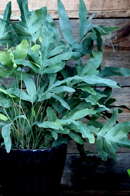 is blue star fern toxic to cats Blue Star Fern – Fragrance Plants and Flowers