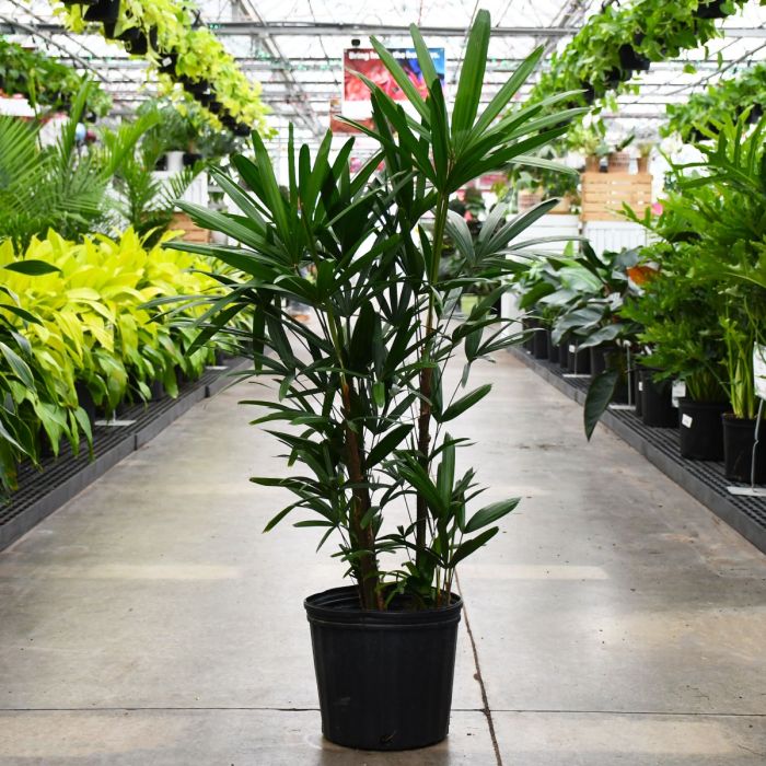 rhapis indoor plant Rhapis Excelsa Palm – Fragrance Plants and Flowers