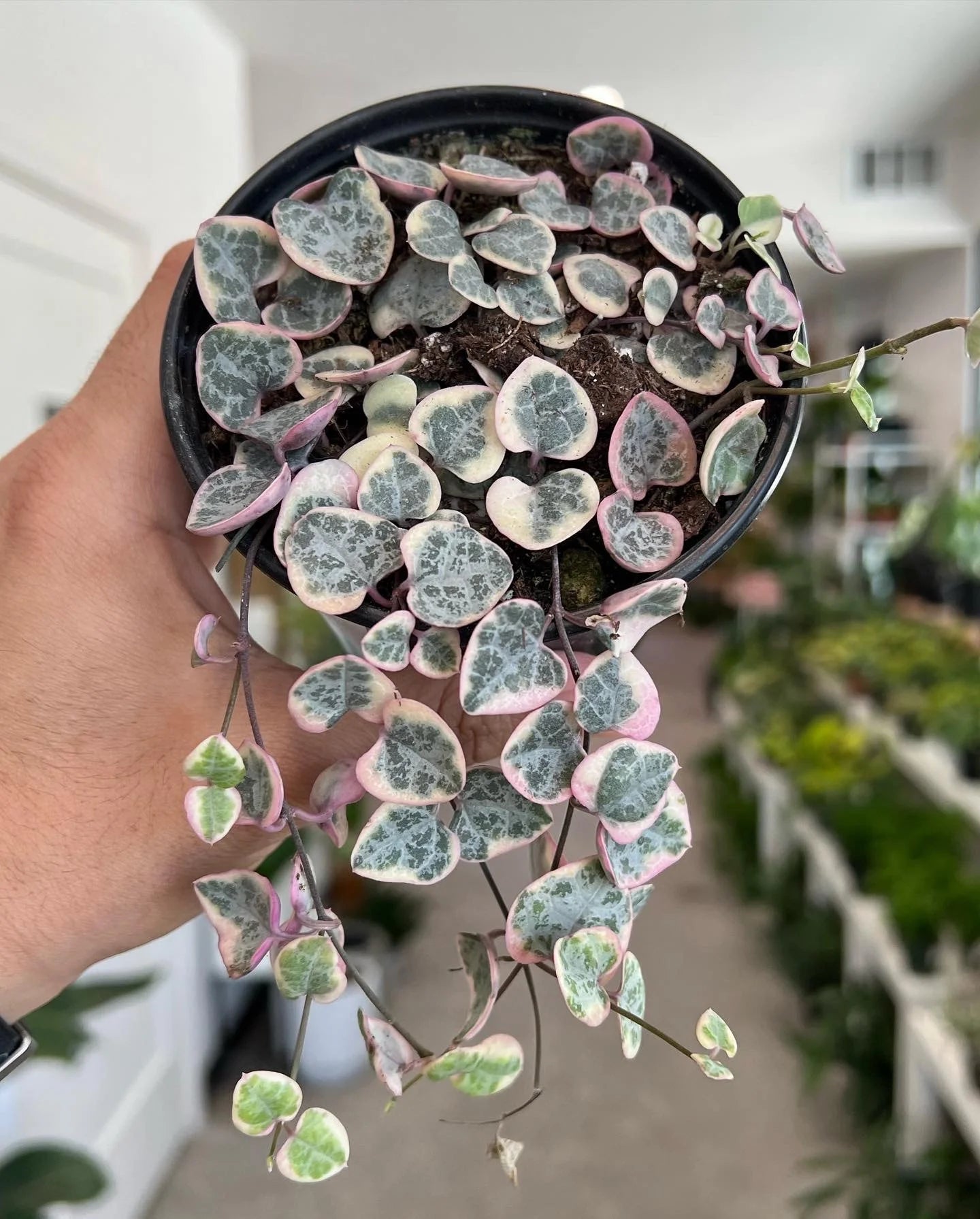 String of Hearts – Fragrance Plants and Flowers