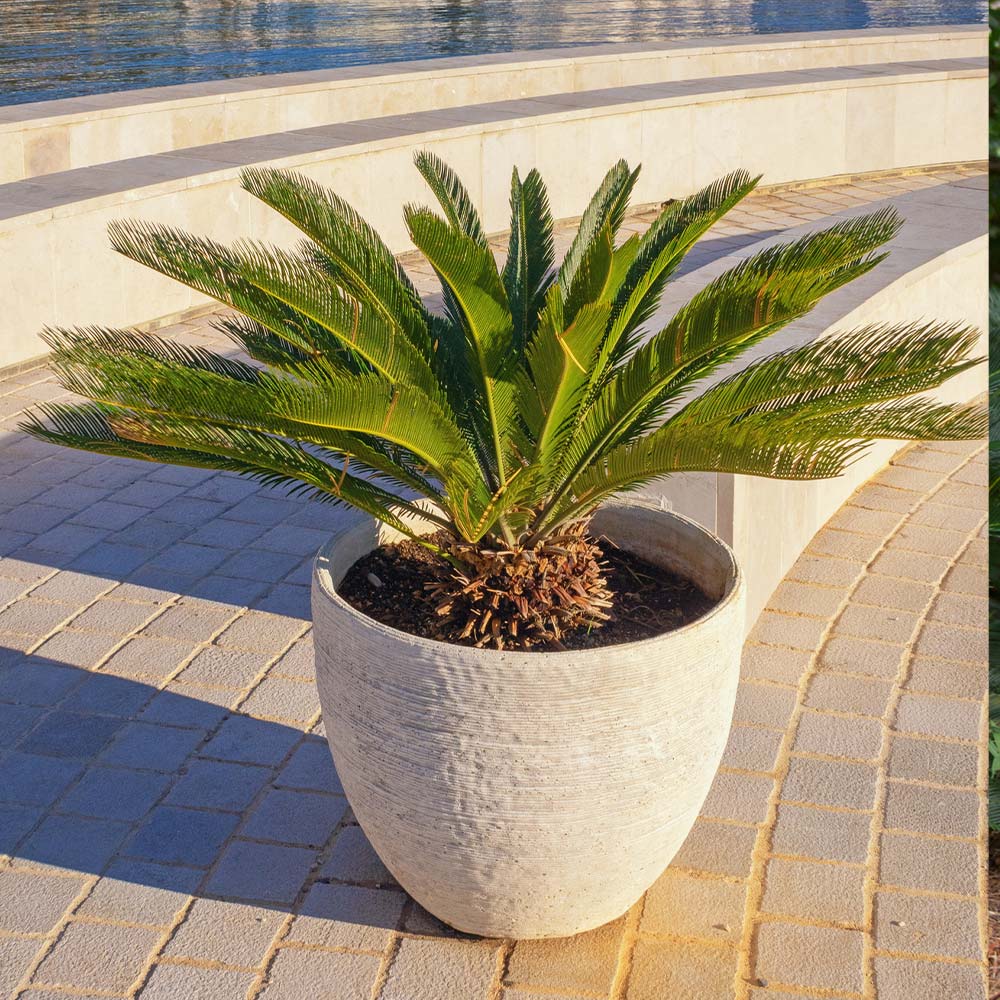 is sago palm an indoor plant Sago Palm – Fragrance Plants and Flowers