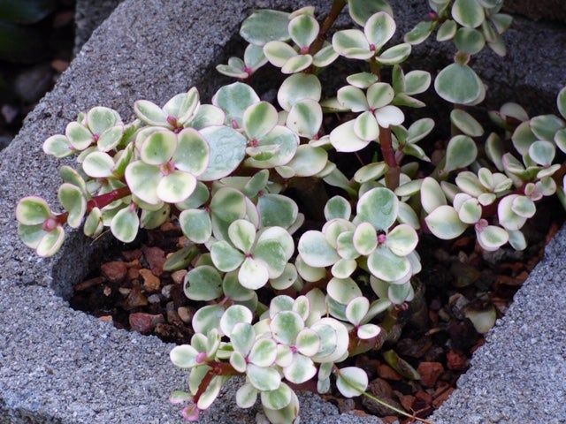 elephant bush succulent Elephant Bush Variegated – Fragrance Plants and Flowers