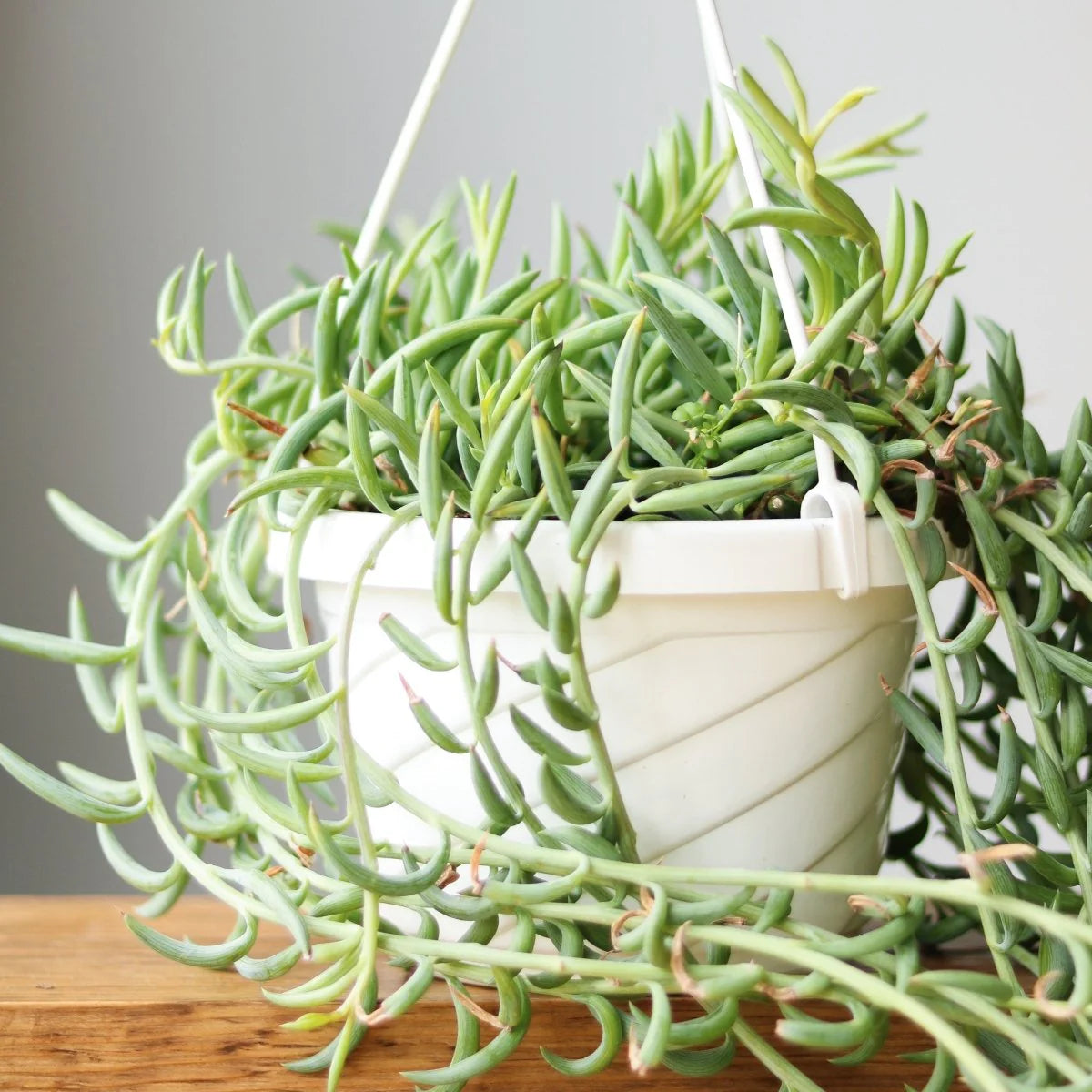fish hooks succulent String of Fish Hooks – Fragrance Plants and Flowers