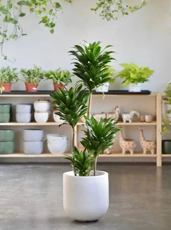 J.C Compacta – Fragrance Plants and Flowers