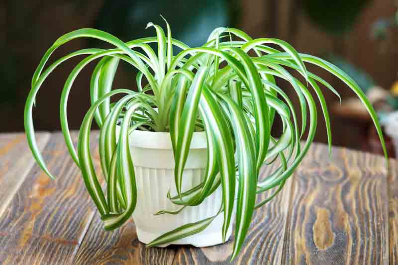 spider berry plant Spider Plant – Fragrance Plants and Flowers