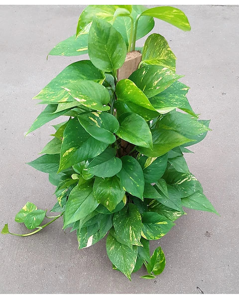 pothos on a pole plant Pothos Pole – Fragrance Plants and Flowers