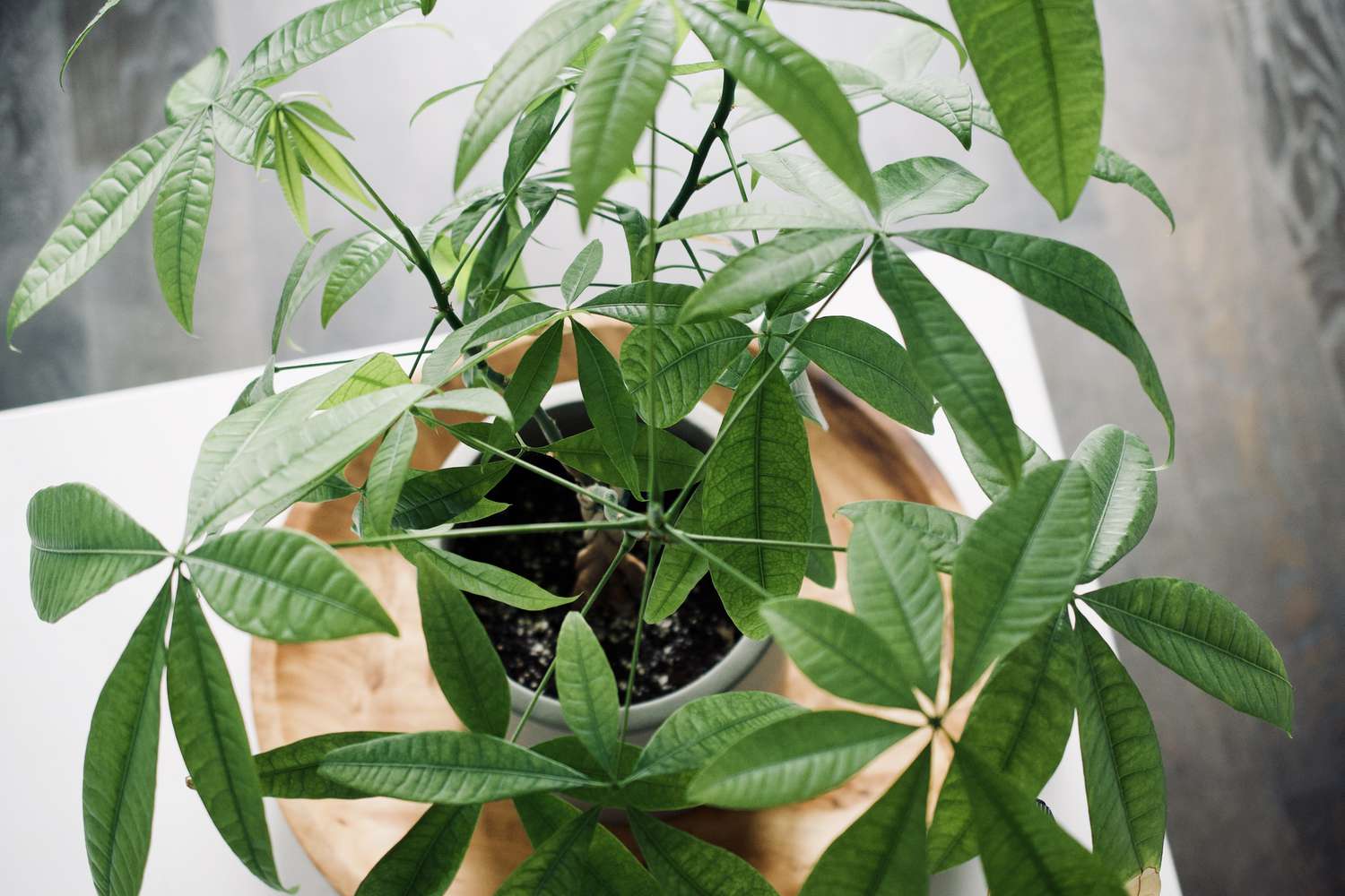 Money Tree – Fragrance Plants and Flowers