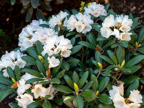 rhododendron hydon velvet Rhododendrons – Fragrance Plants and Flowers