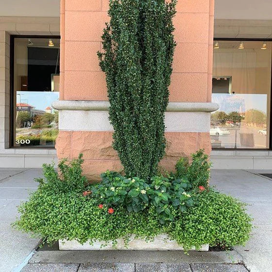 Japanese Holly – Fragrance Plants and Flowers