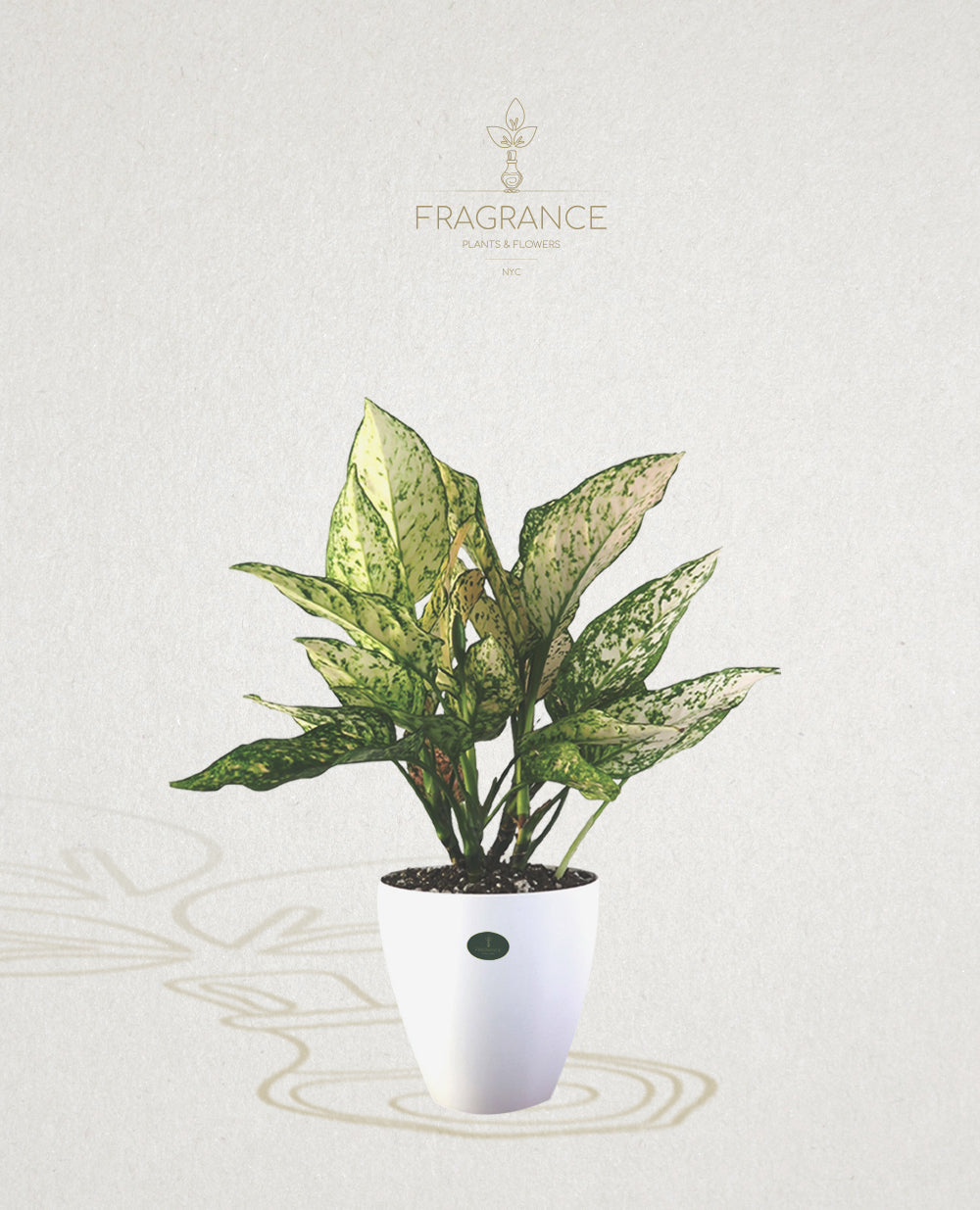 aglaonema etta rose care Aglaonema Speckled Sarah – Fragrance Plants and Flowers