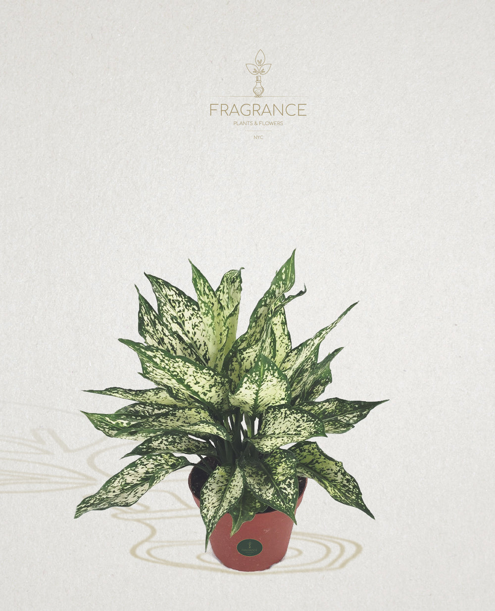 Aglaonema Spring Snow – Fragrance Plants and Flowers