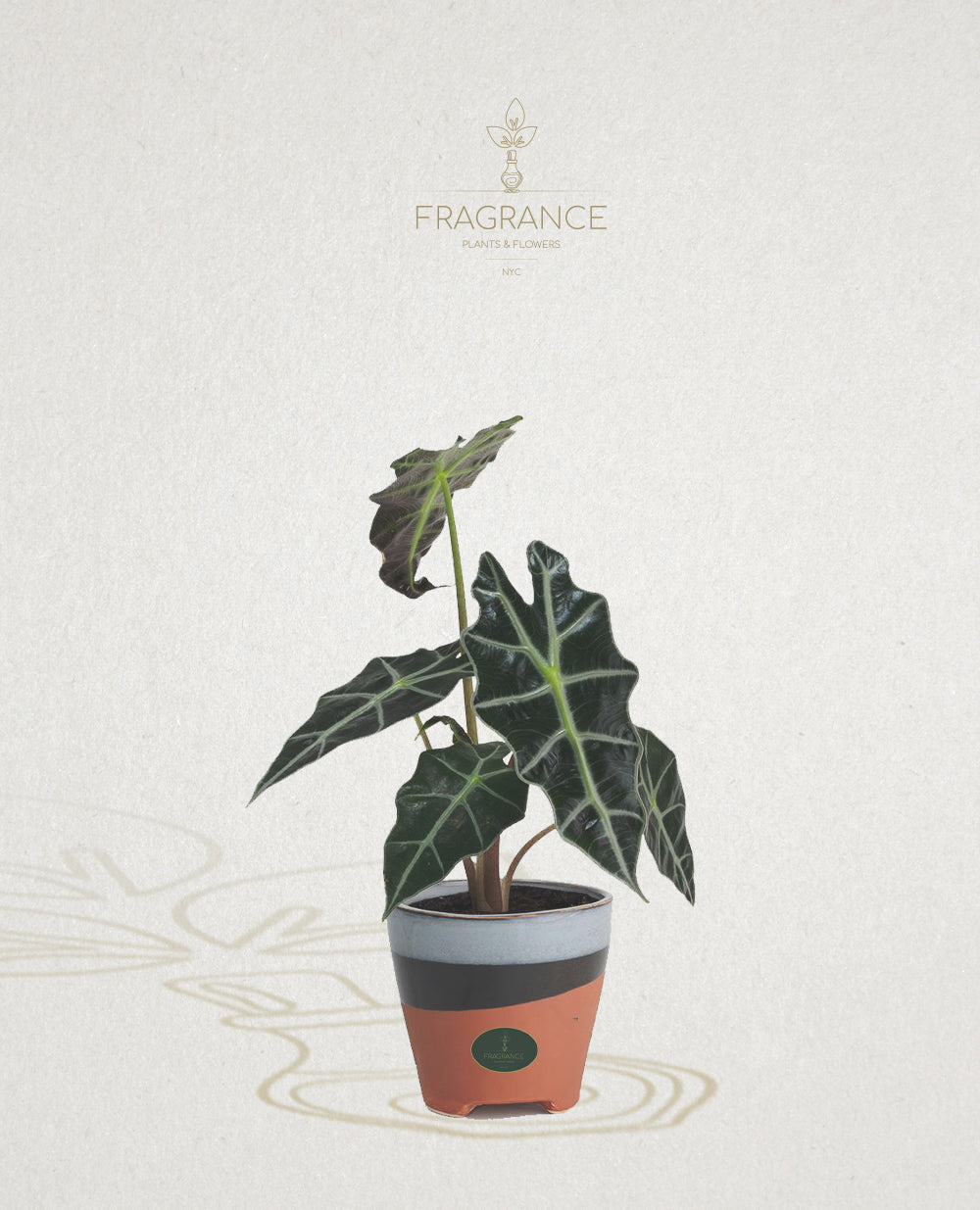 POWERS TO FLOWERS Alocasia Polly Mini In Vaso Ceramica - Pianta Vera Da Interno, Con Omaggio