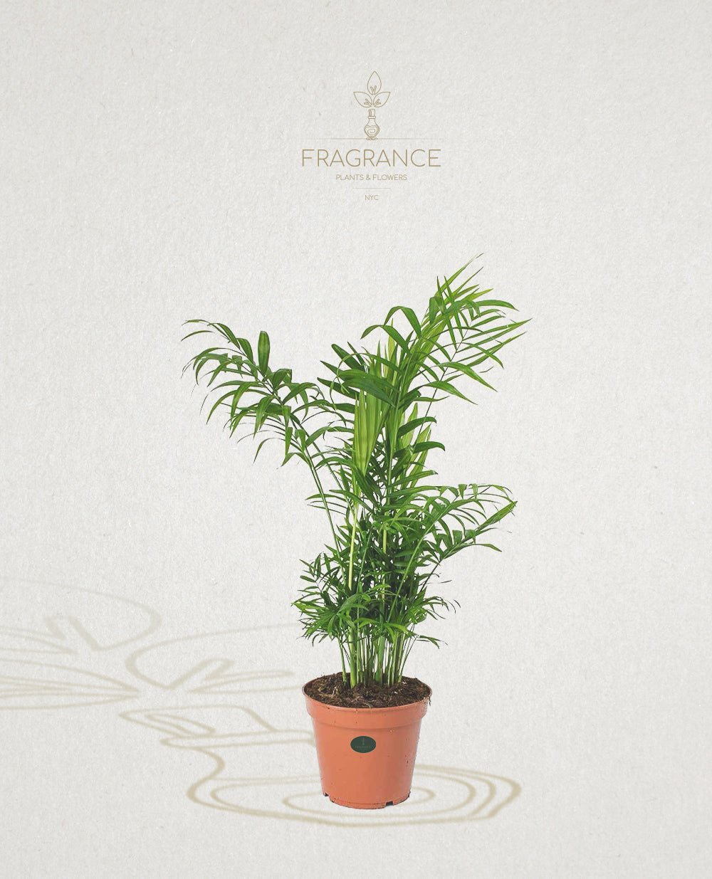 parlor palm flowers Chamaedorea Elegans – Fragrance Plants and Flowers