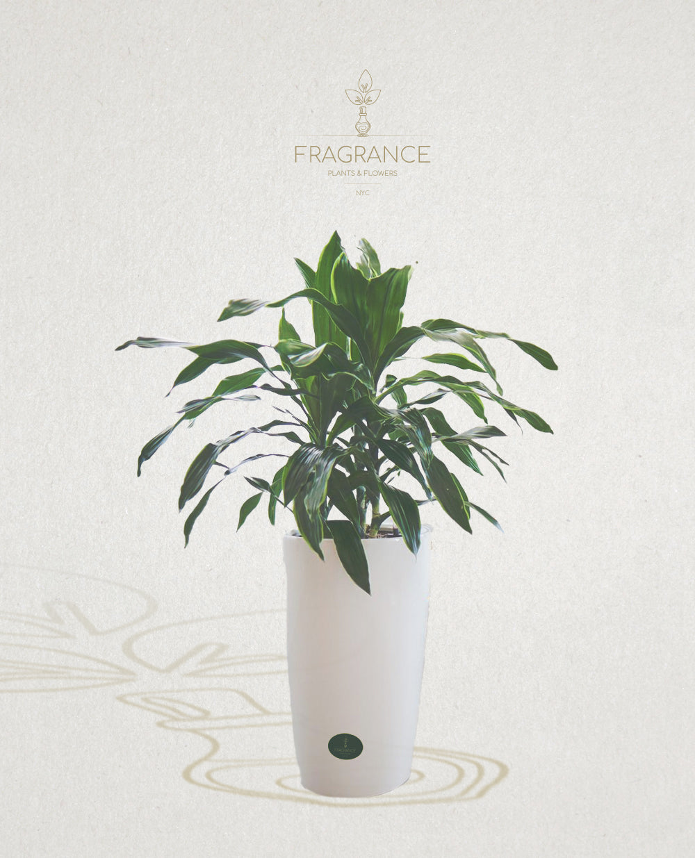 dracaena art Dracaena Art – Fragrance Plants and Flowers