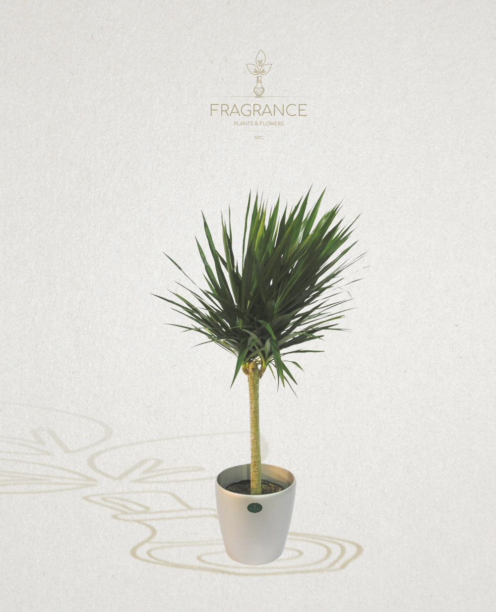 Dracaena Tarzan – Fragrance Plants and Flowers