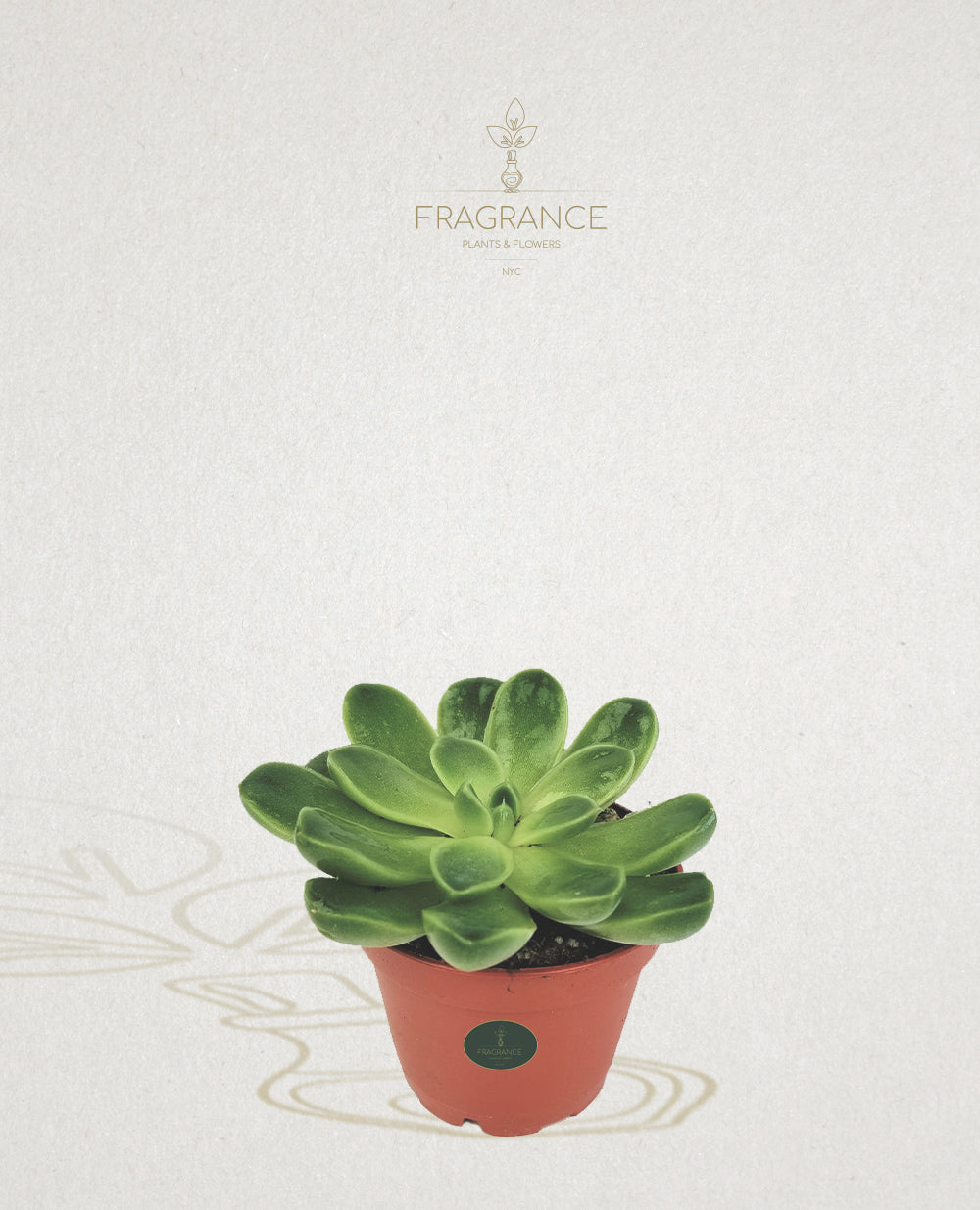 single succulent plants Green Echerveria – Fragrance Plants and Flowers