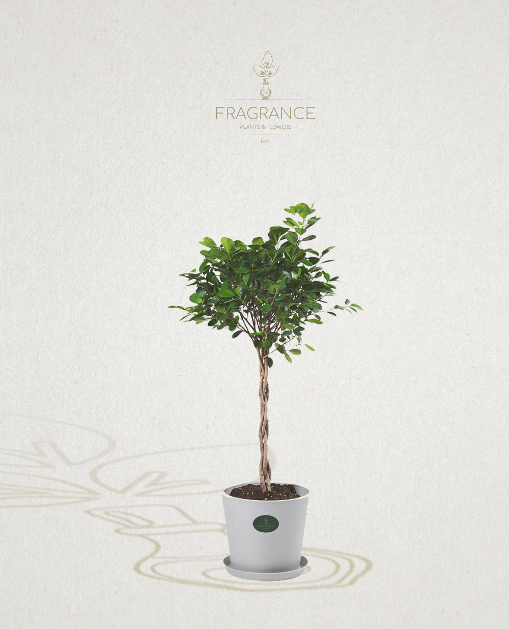 Ficus Daniella – Fragrance Plants and Flowers
