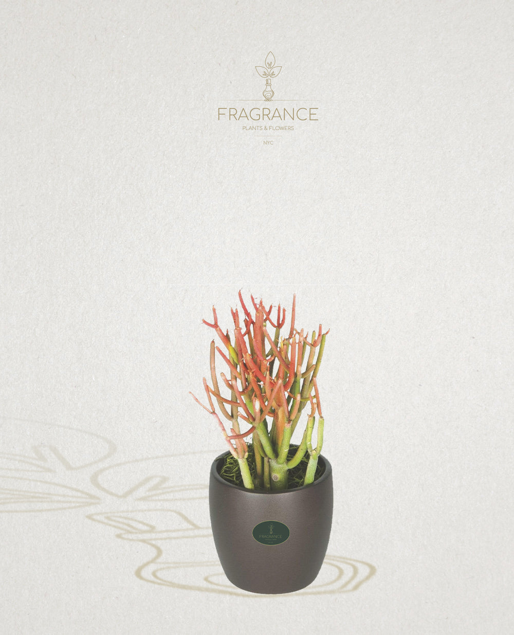 philodendron thai sunrise Philodendron Thai Sunrise