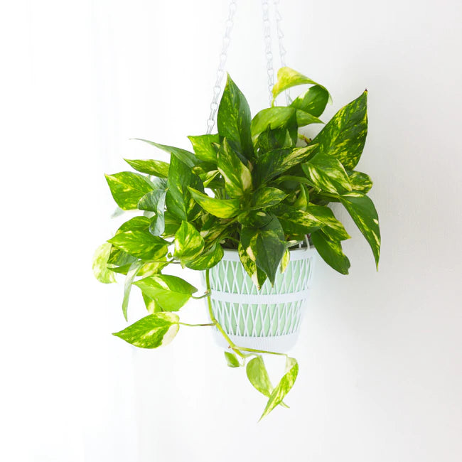 golden pothos in bedroom Pothos – Fragrance Plants and Flowers