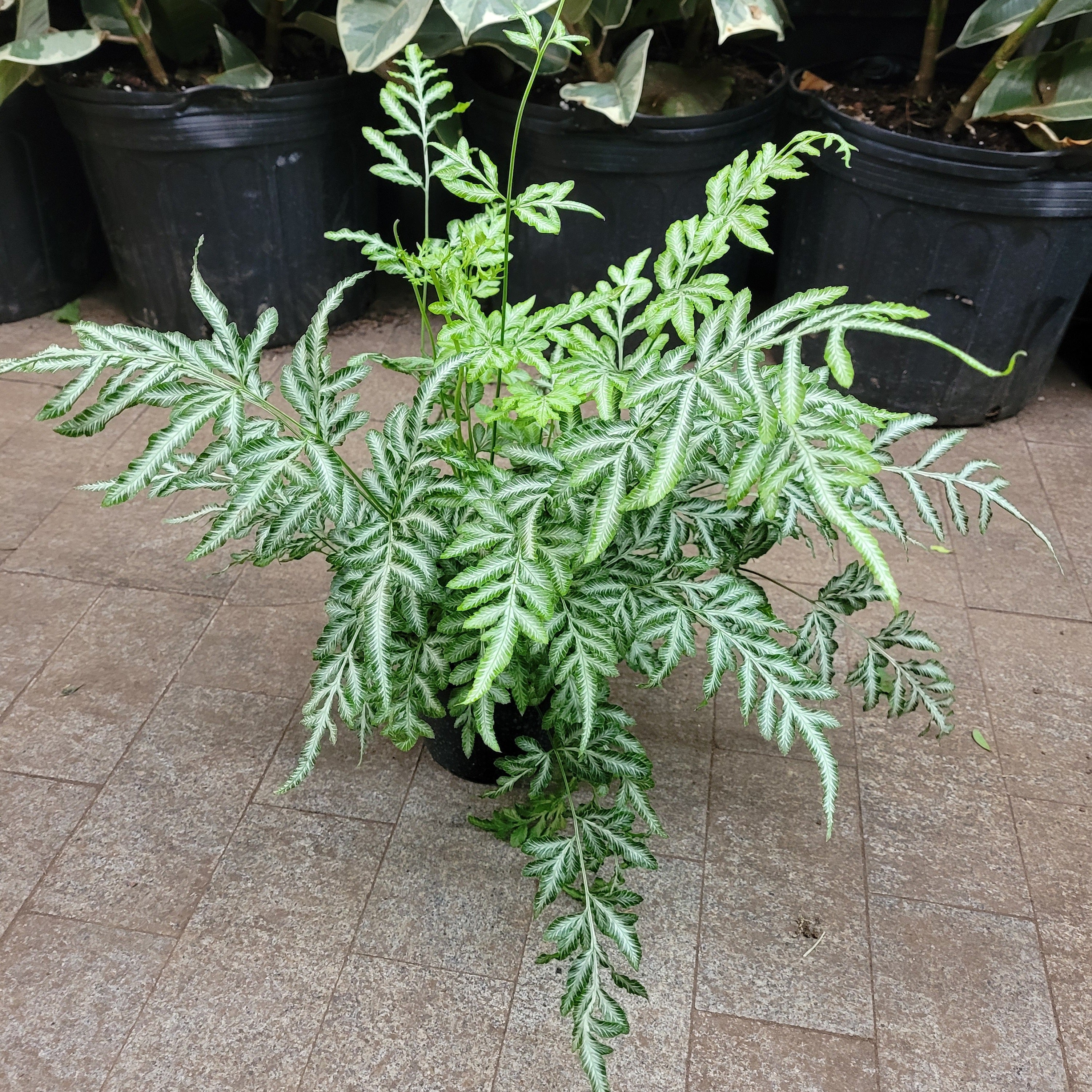 silver fern indoor plant Silver Lace Fern – Fragrance Plants and Flowers