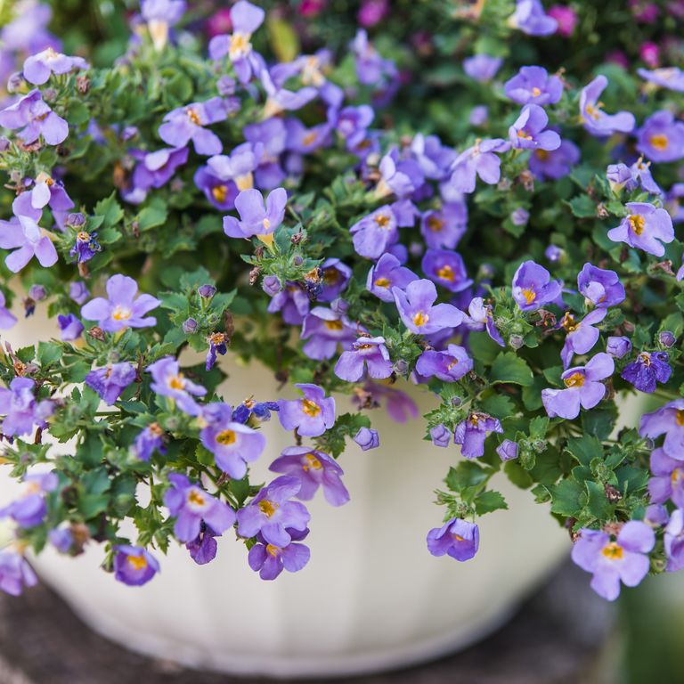 blue hanging plants Blue Bacopa – Fragrance Plants and Flowers