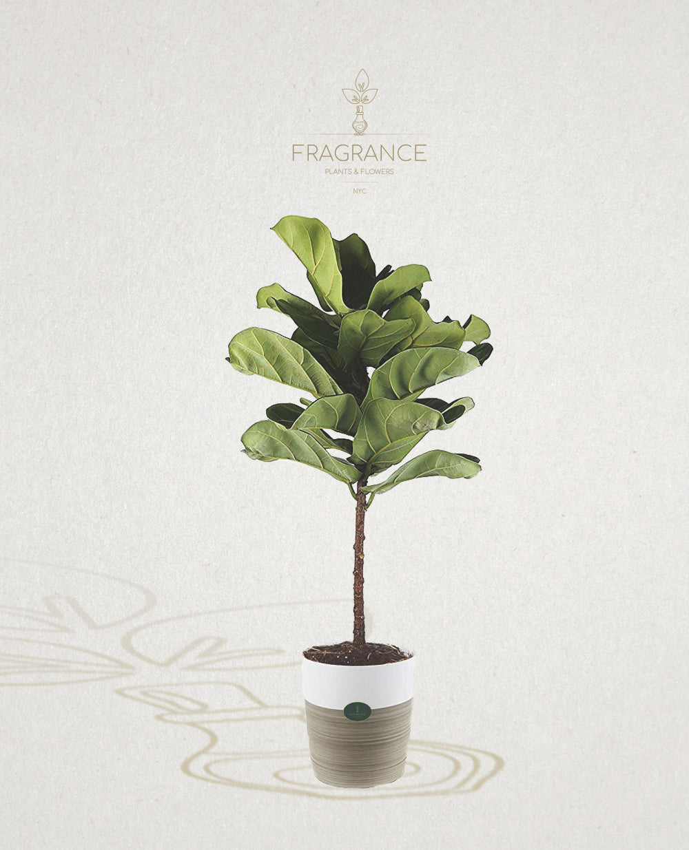 fiddle leaf fig nyc Fiddle Leaf Fig – Fragrance Plants and Flowers
