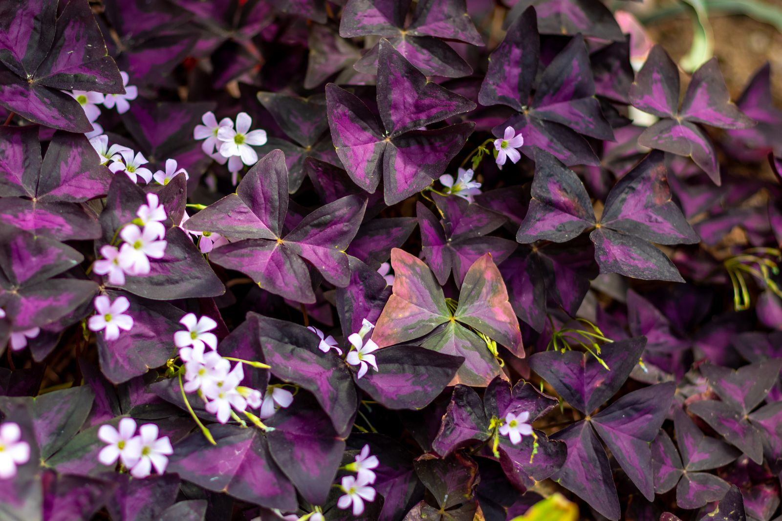 hanging clover plant Oxalis Triangularis 4'' – Fragrance Plants and Flowers