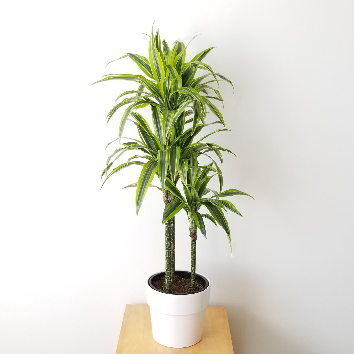 Lemon Lime Dracaena in a white ceramic pot
