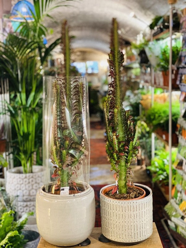 Inside the Fragrance Plants and Flowers store, an aisle lined with potted plants under a vaulted brick ceiling