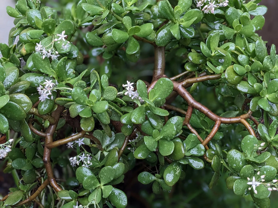 symbolism of jade plant Jade – Fragrance Plants and Flowers