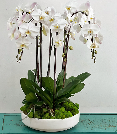 5 Stems White Orchid In Pot