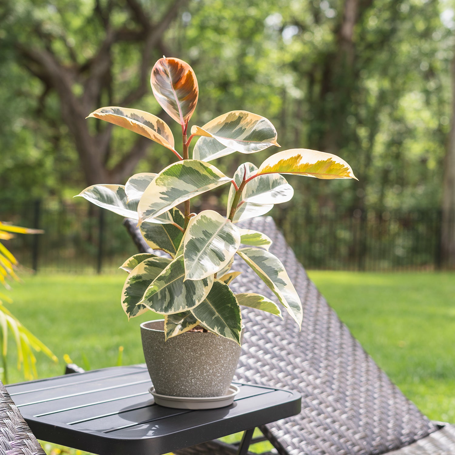 rubber tree smell Rubber Tree – Fragrance Plants and Flowers