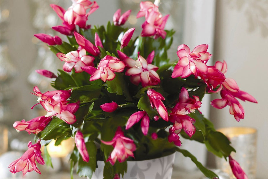 Christmas Cactus