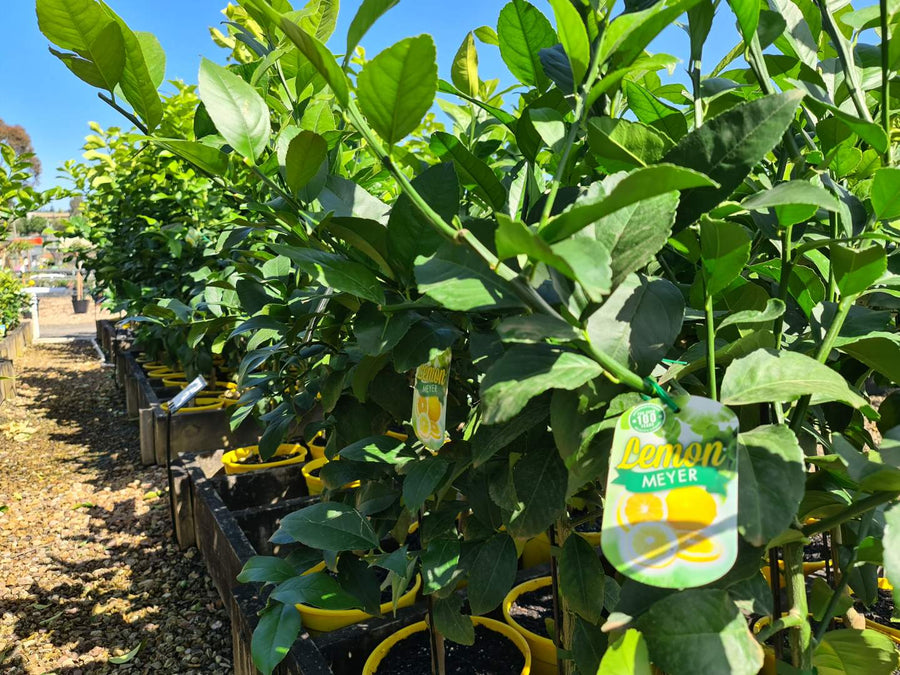 Meyer Lemon Tree