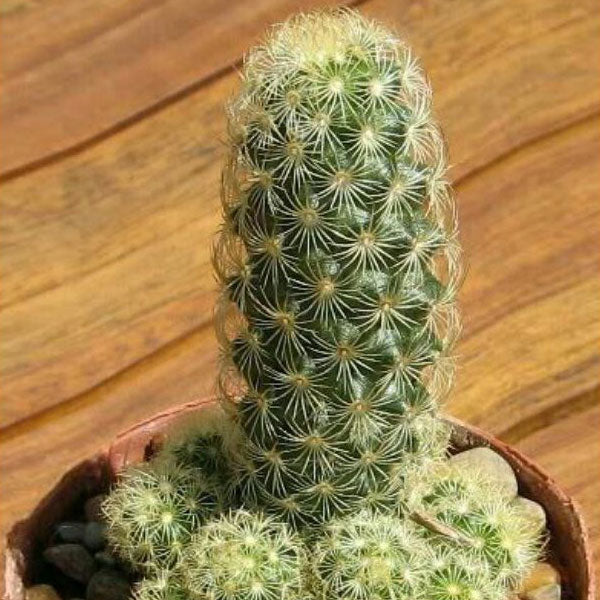 Lady Finger Cactus