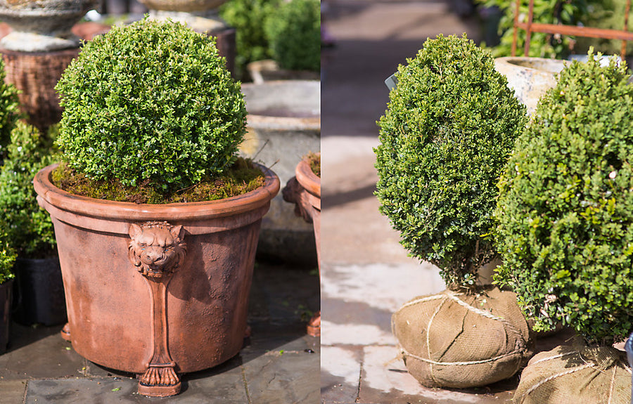 Round Boxwood