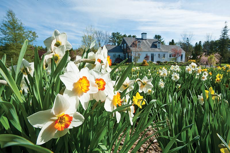 Large Daffodils