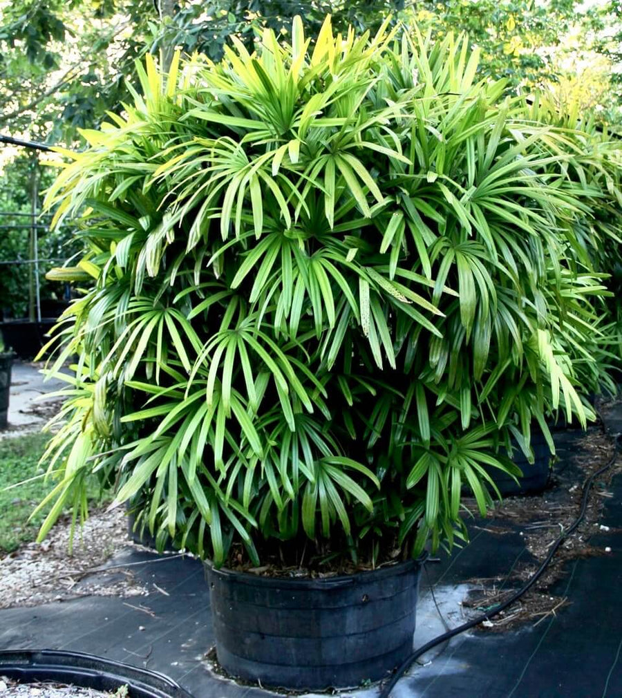 Rhapis Excelsa Palm