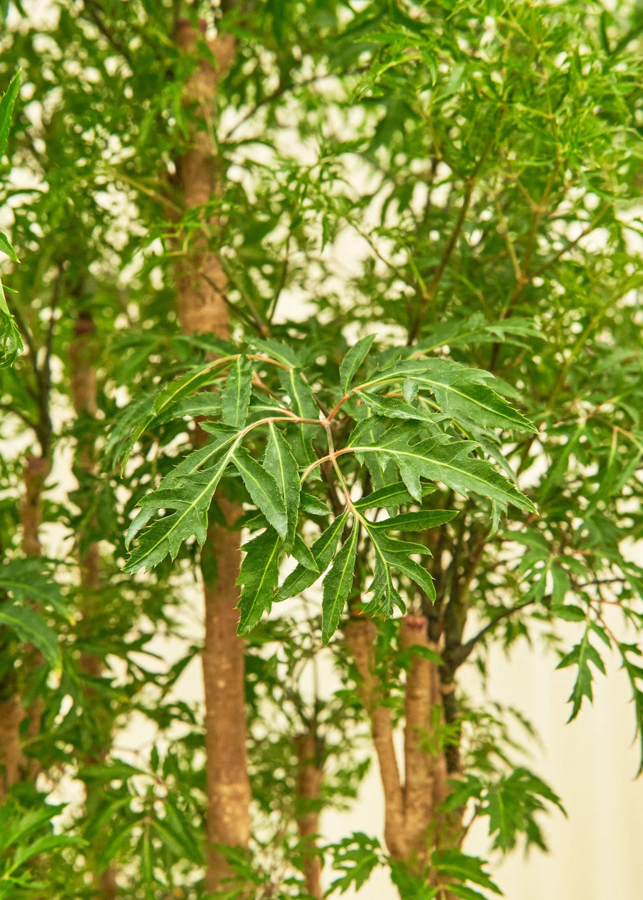 Ming Aralia