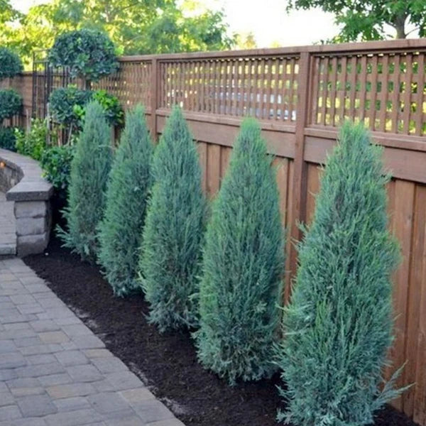 Blue Juniper
