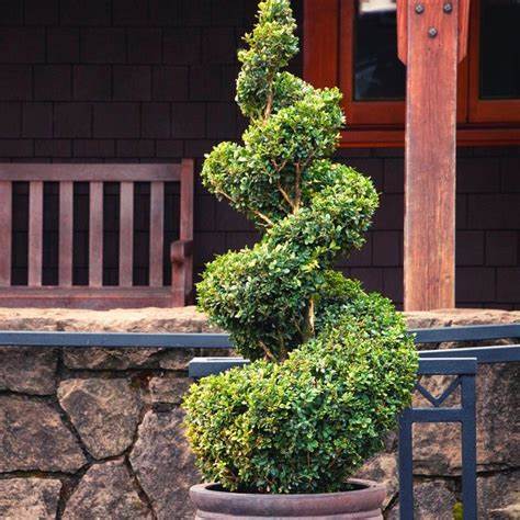 Spiral Boxwood