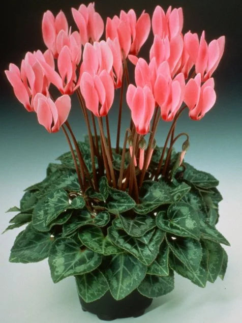 Cyclamen